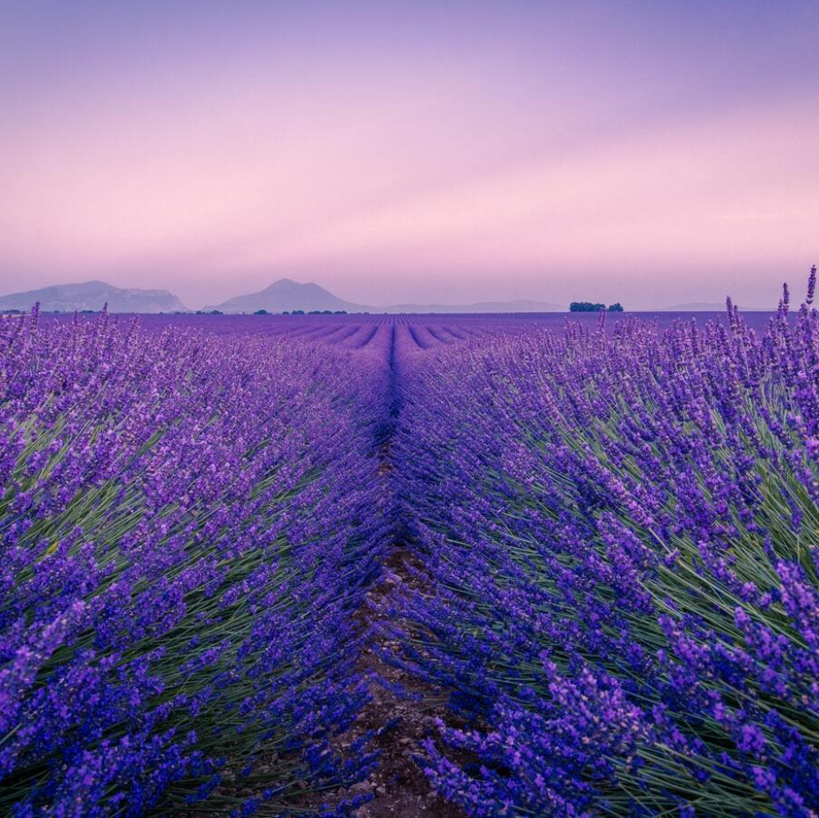 Lavender Woods 16oz Soy Candle