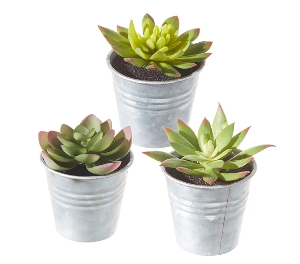 Silver Pail Succulents